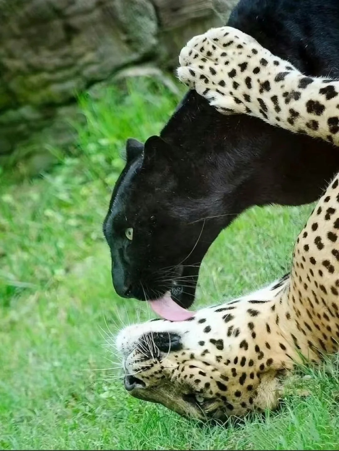 性张力拉满的《影子爱人》🐆
野生动物摄影师Mithun H等待驻守6天
终于拍