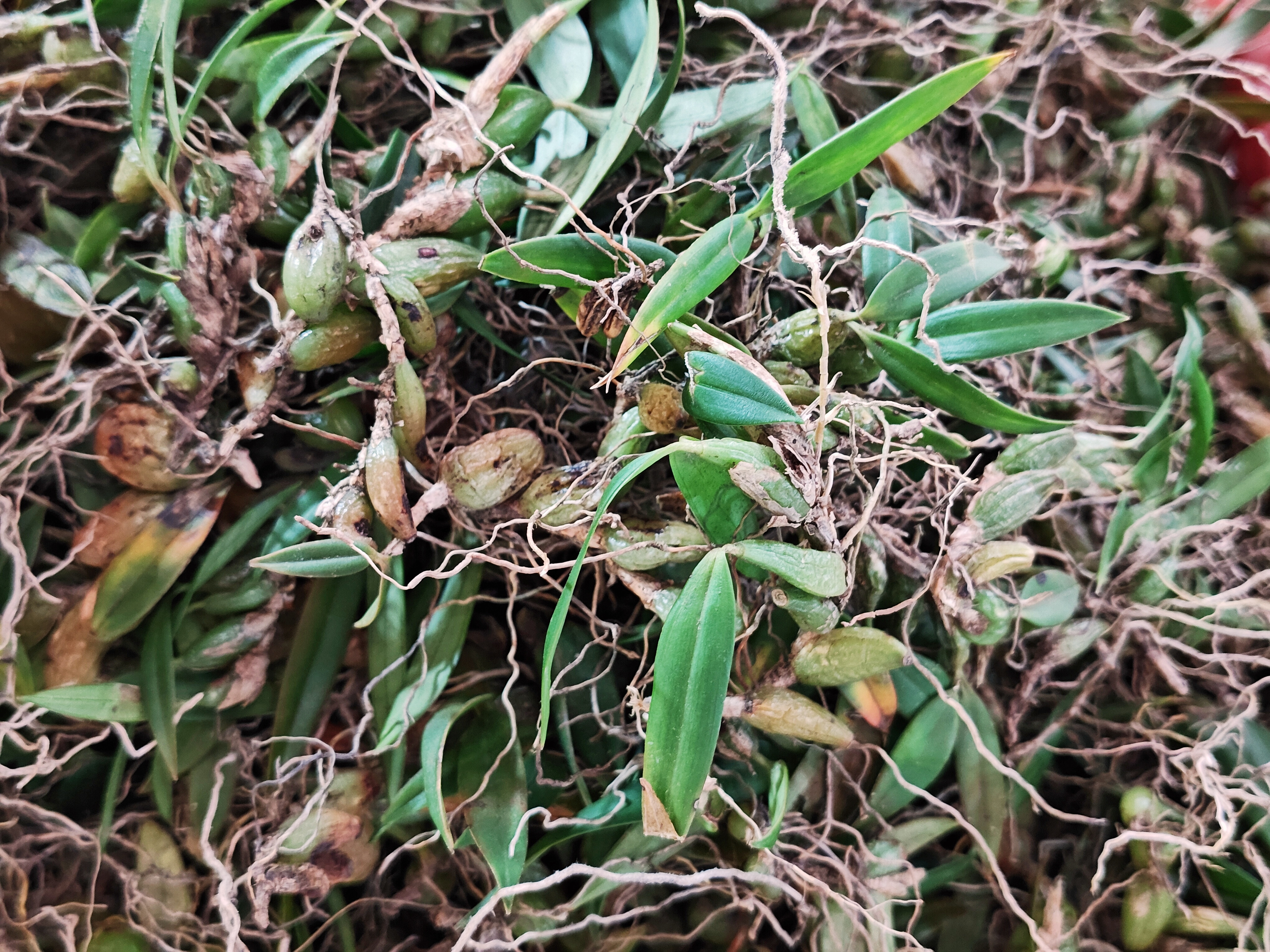 石橄榄/石仙桃，40/斤。这才是正品，果实短小，兰科石仙桃属的，是中草药。市场其