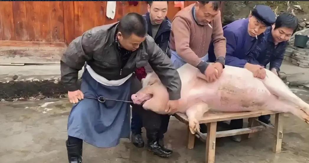 连检疫都免了，为什么农民私自宰杀年猪的现象屡禁不止？内行人的一席话道出其中真相：