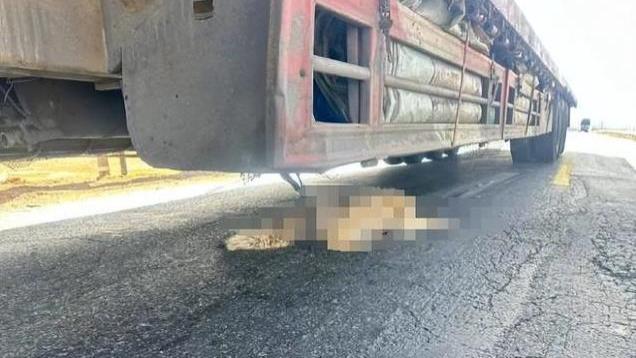 “网红狼”命丧车轮下，初代目身份成谜，投喂的善意变悲剧？