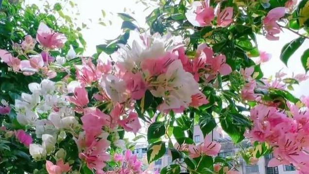 三角梅养护技巧，春夏秋天各不同，每个季节都能给你展现独特一面