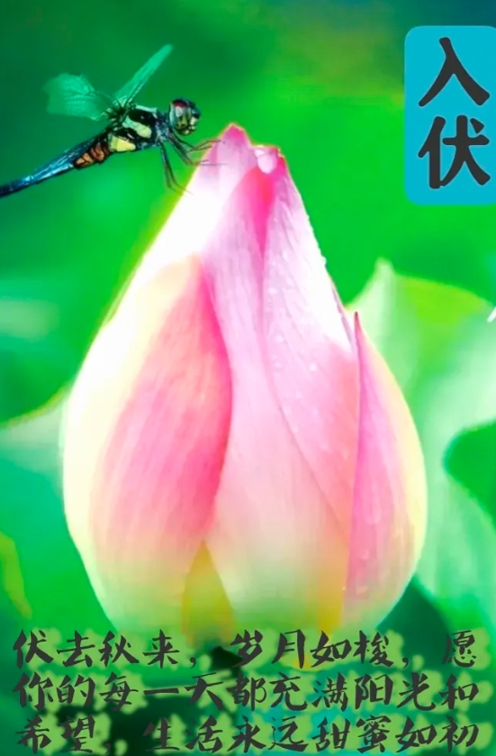 今年“三伏”总共 40 天，具体时间如下：
 - 初伏：2024 年 7 月 1