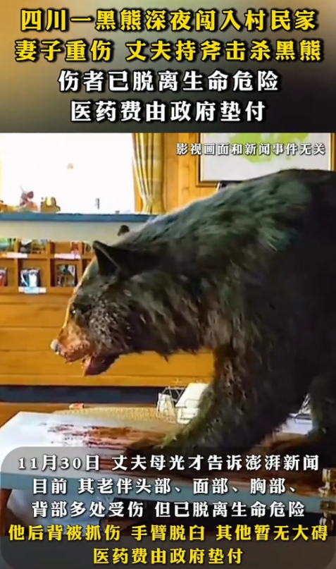 太危险了！四川北川，一村民家深夜被黑熊袭击，女主人被击倒重伤，男主人拿起斧头与黑