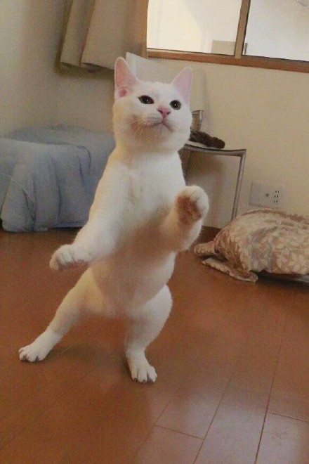 这也太妖娆了