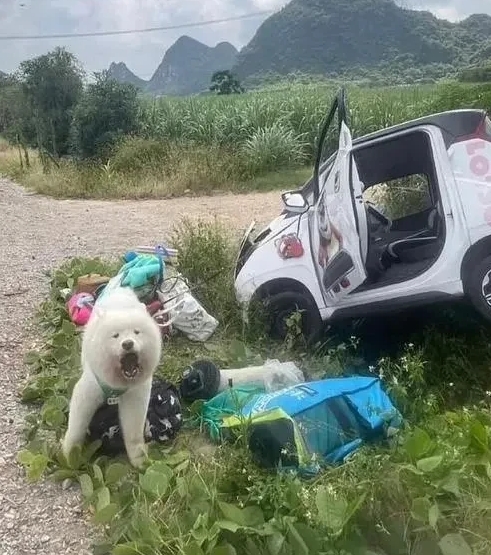 不怪狗子一脸茫然，换我也是一样！[捂脸][捂脸]