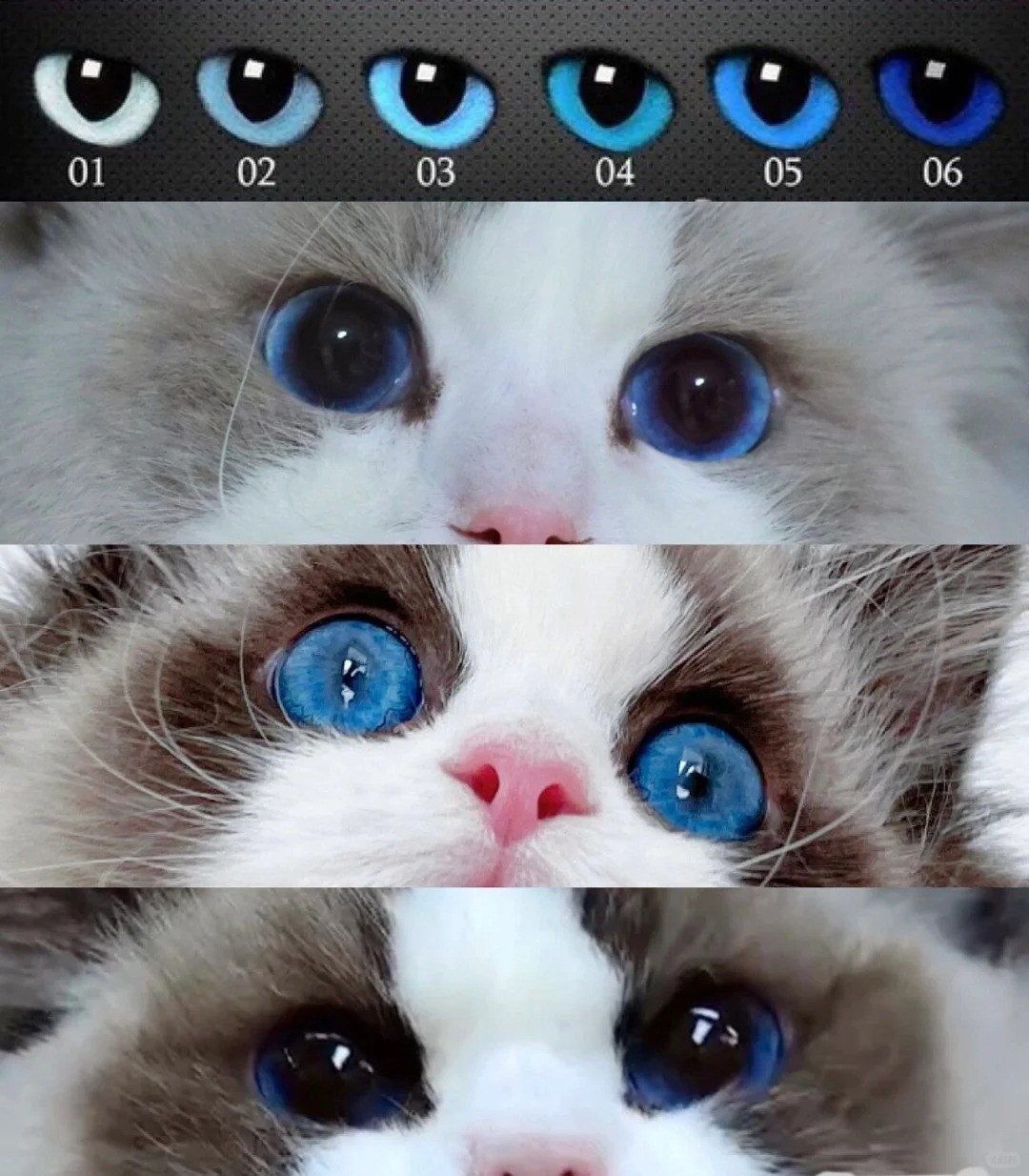 你家猫猫是那个色级的眼睛
我看着我家的是1级，但是内心定义3级，毕竟花钱了。布偶