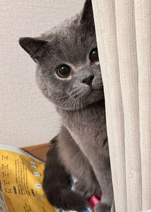 谁说蓝猫长大会变油腻，哪里油腻了！一天天的要给人可爱爆了！
	