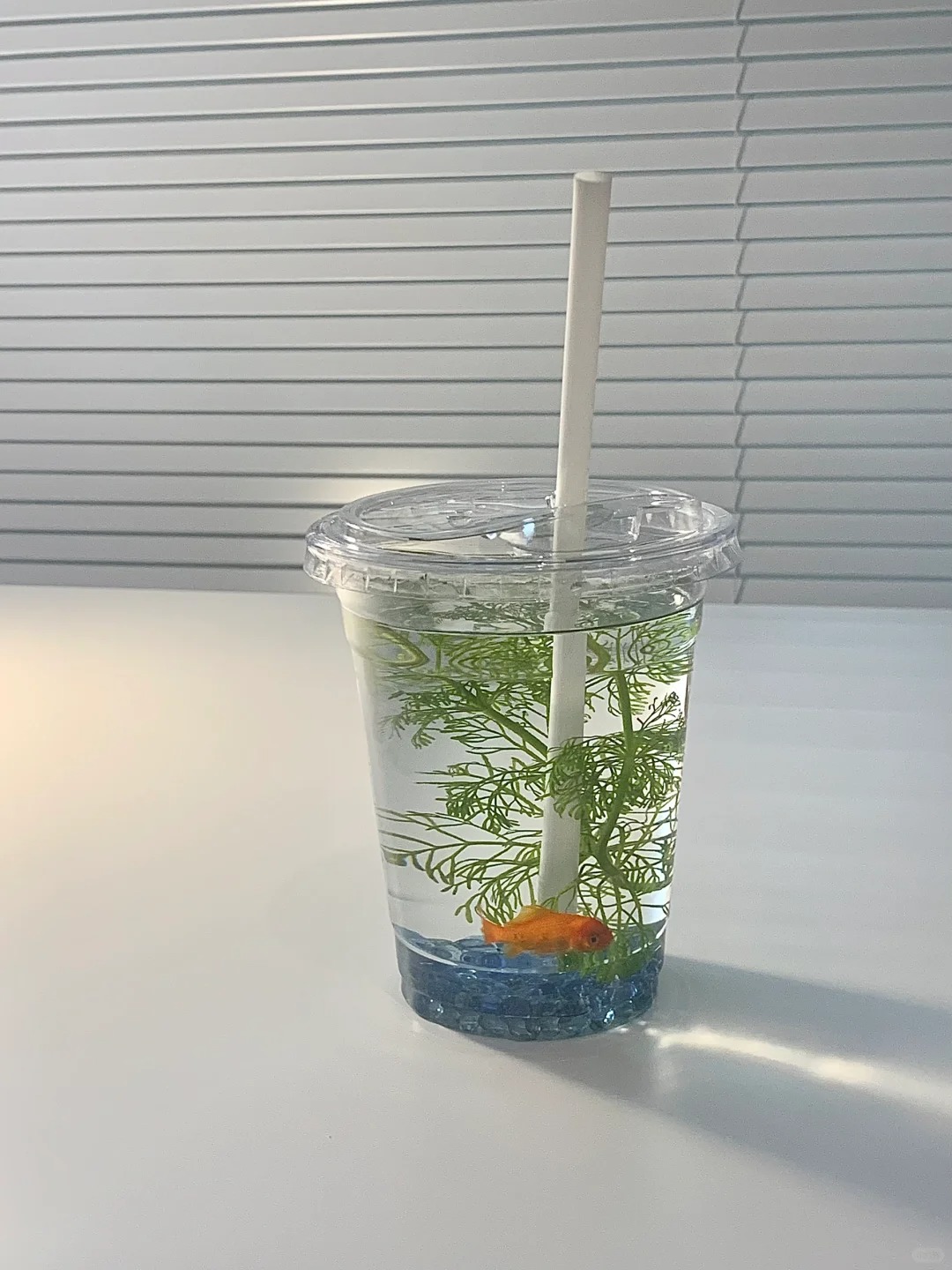 咖啡杯子喝完别扔！！
养鱼好！好！看！

水草我用的是小宝塔，平替可以是金鱼藻，
