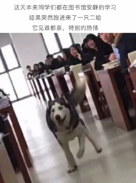 收我做警犬吧