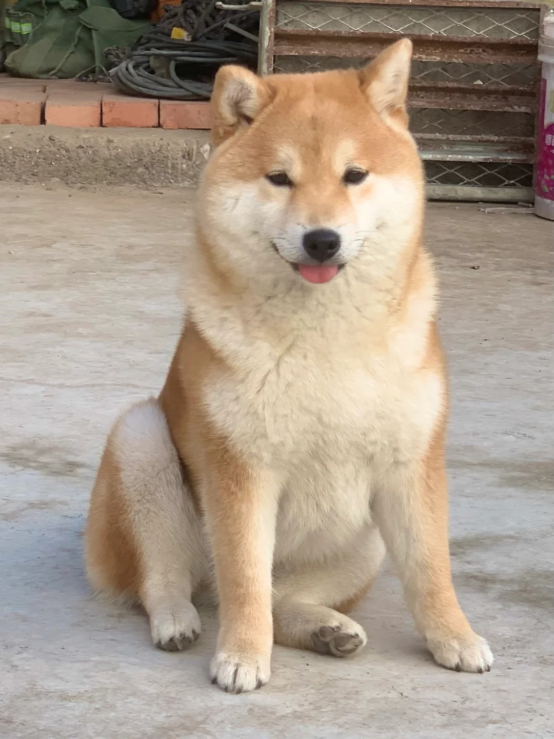 事实证明 柴犬都是聋子
随便你怎么叫我🫤
👂听到了
就是不过来