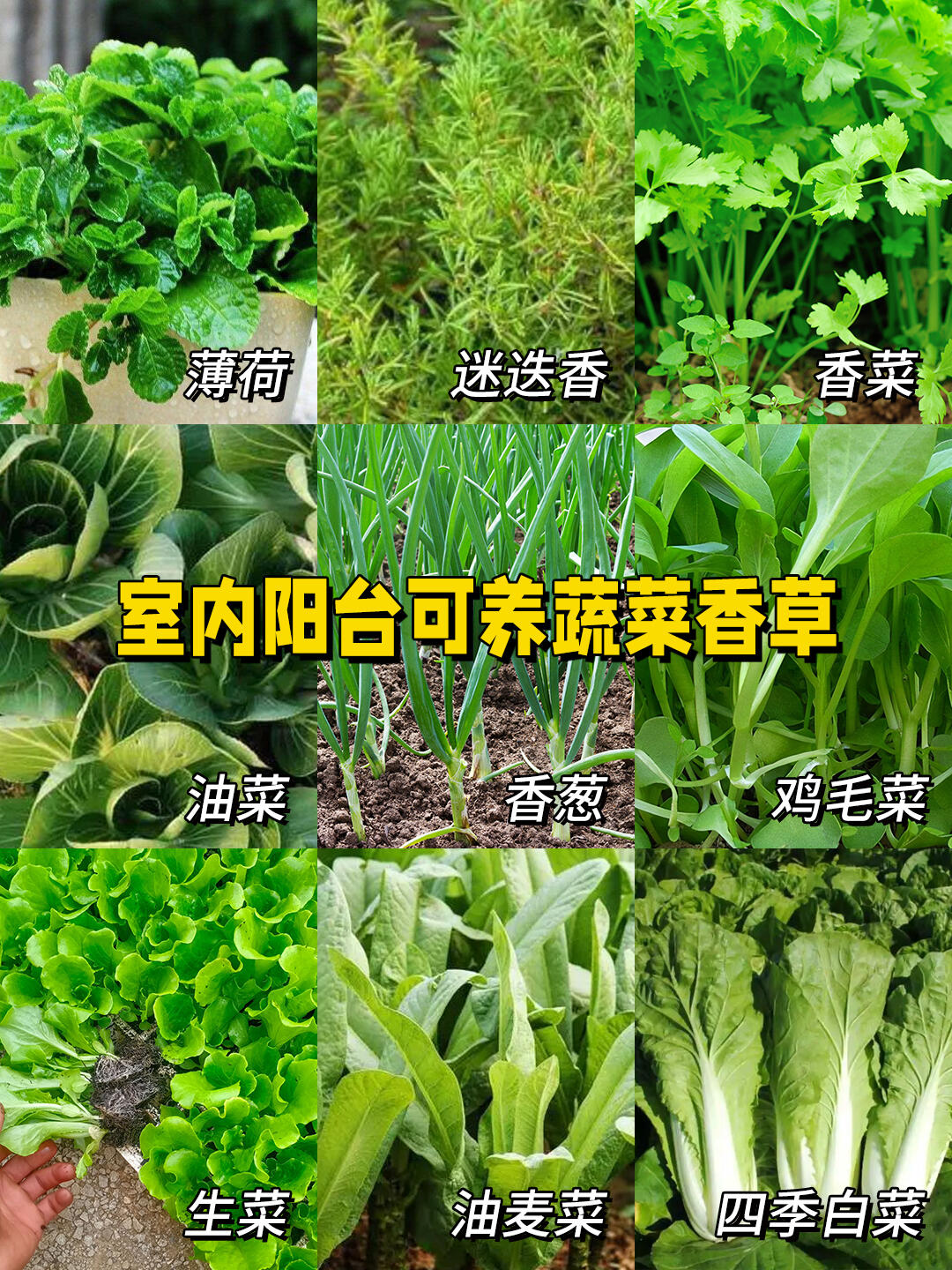 感觉自己种菜的心，又活过来了
鸡毛菜
四季都可以种，4月就是不错的选择种植时间，