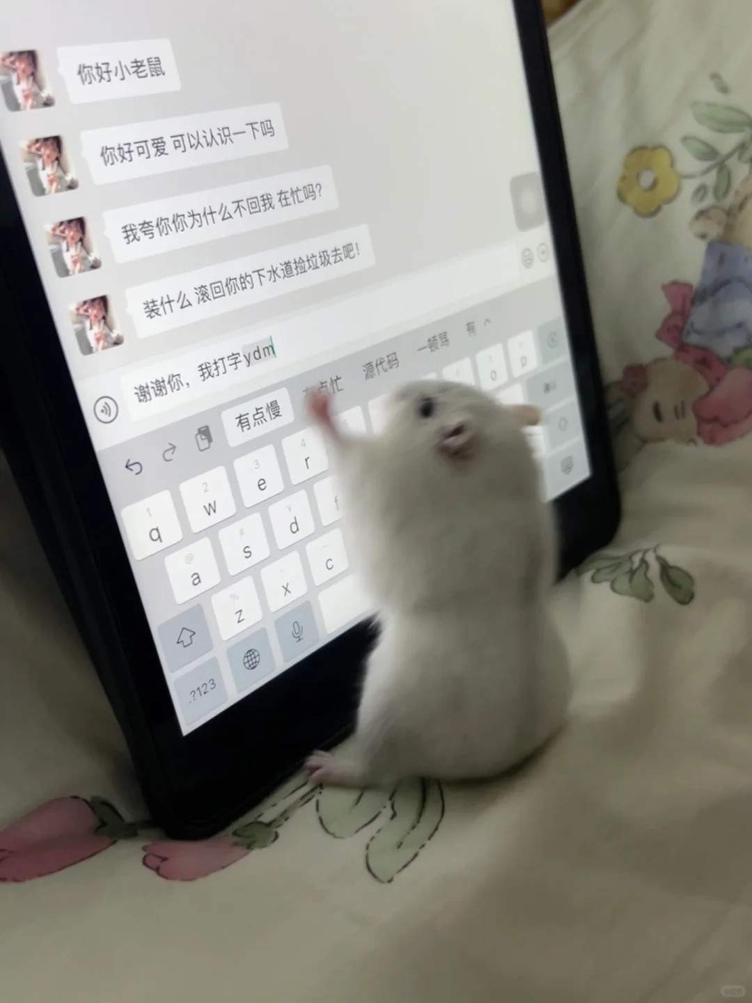 鼠鼠我呀打字慢