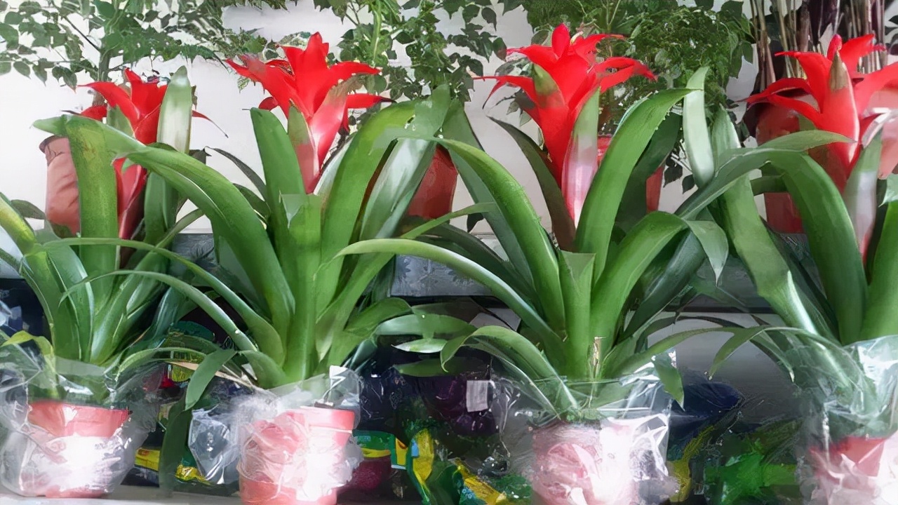 不浇也“爆大花”的3种植物
