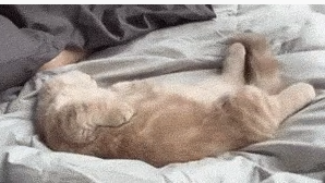 放开这只猫，有什么冲我来