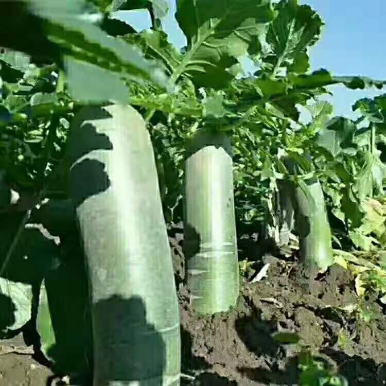 糖醋萝卜的简单做法