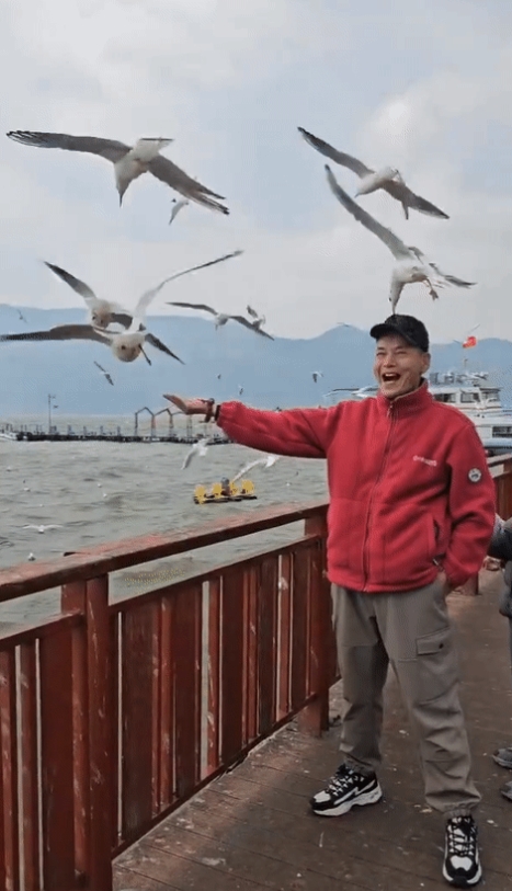 海鸥叼走大爷的帽子，年龄突然从叔叔变成了爷爷， 大爷企图用头发遮住最后一丝安慰…