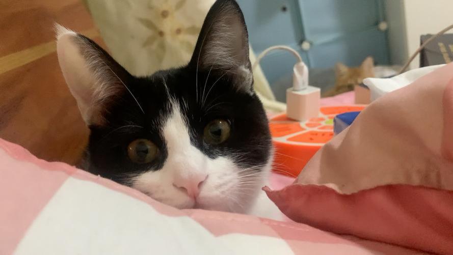 猫咪这些行为，其实是在“保护你”，真没白养！