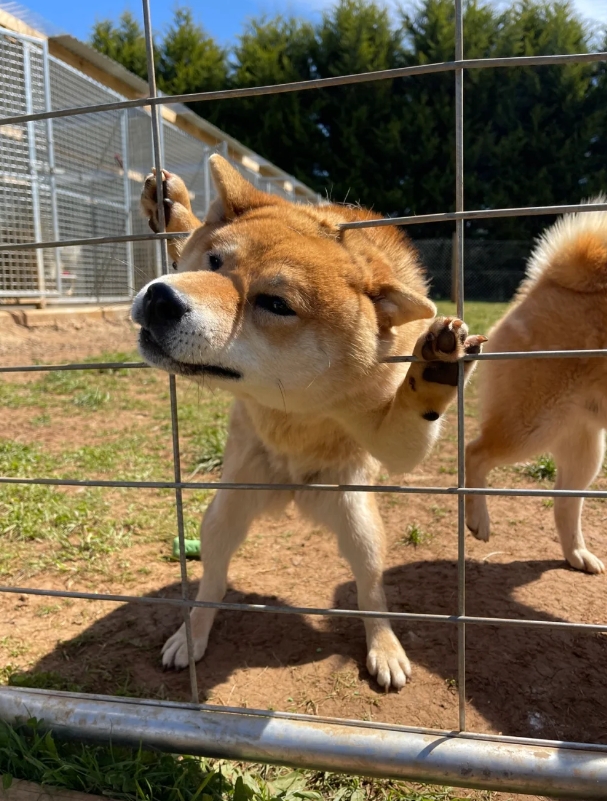 柴犬这么搞笑的吗？这个小柴犬，为了让我摸，把硕大的脑壳伸出来，结果卡住了那表情简