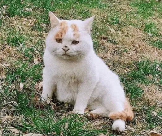 越来越好看