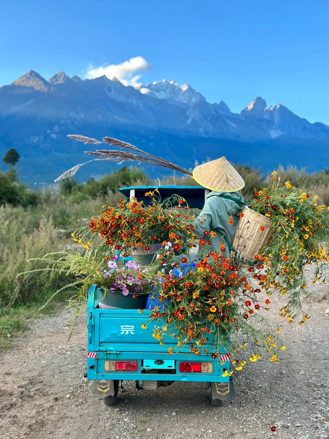 一张封神太少，那就来个十张吧
在雪山下租了一个院子
那天去倒垃圾的路上偶遇一片花