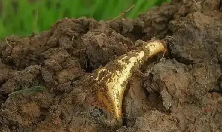 1984年，四川绵阳的一个工人，正在为当地的一个机械厂挖地基，挖到一半时，他突然