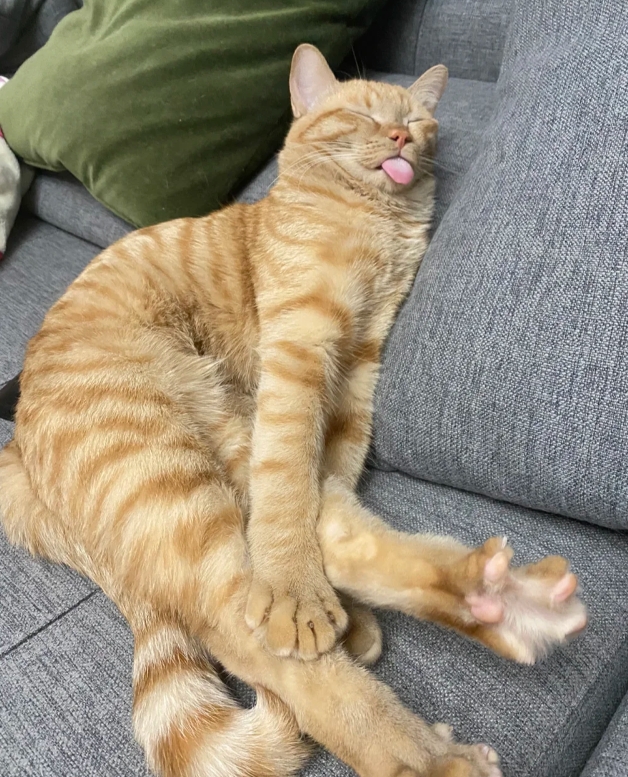 你家的猫是怎么睡觉的？