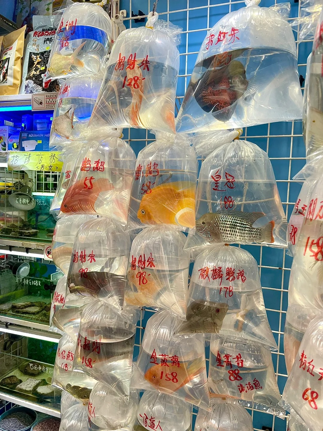 在香港🇭🇰为什么金鱼街都不让拍照啊？？？