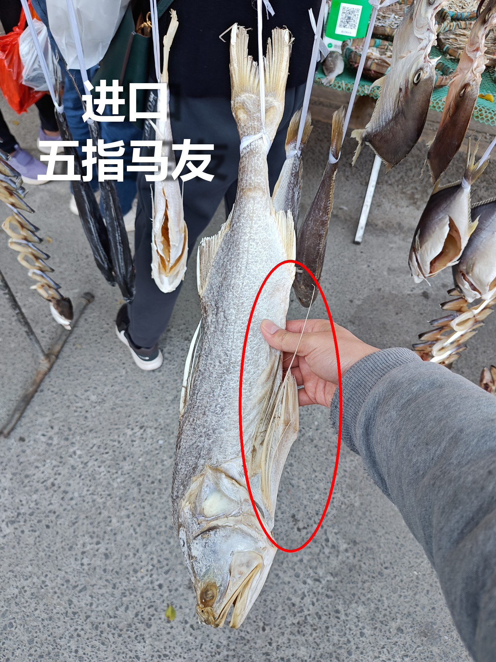 【买咸鱼，数鳍条】进口马友咸鱼，红圈里有很长的5条游离鳍条。广州市场的马友咸鱼，