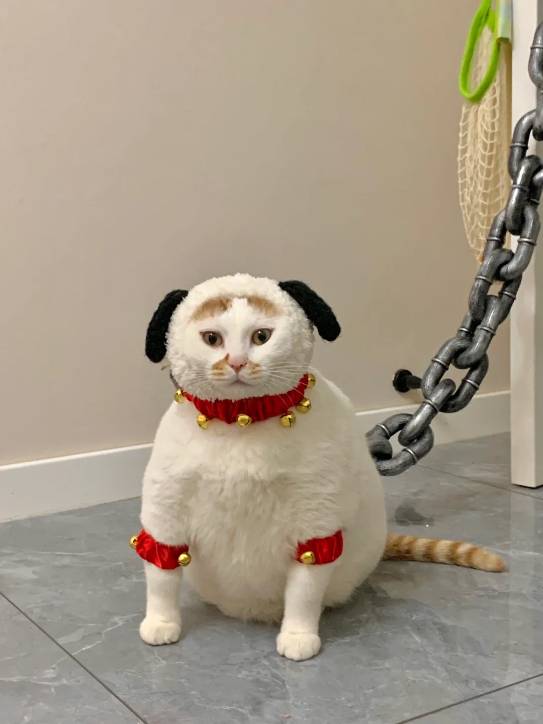 买的时候卖家说是地狱恶犬
看家护院是好手