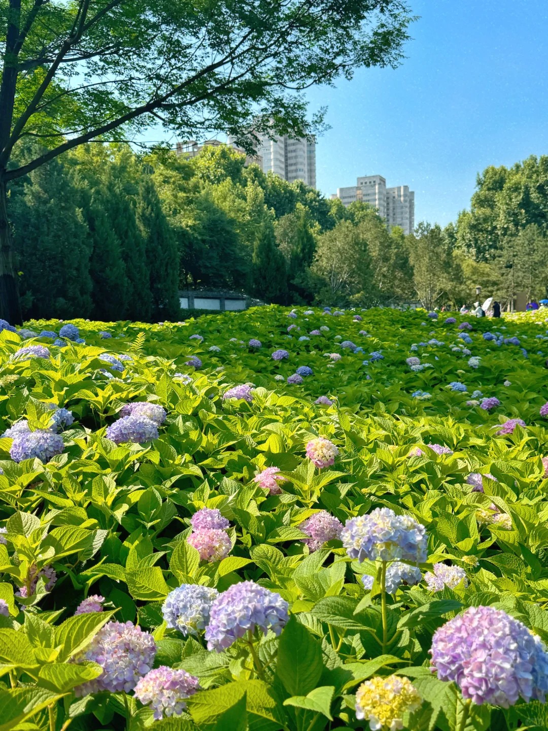 小雁塔绣球花实况…月底会开爆！
家人们！小雁塔的绣球花局部已经盛开了！！
月底应