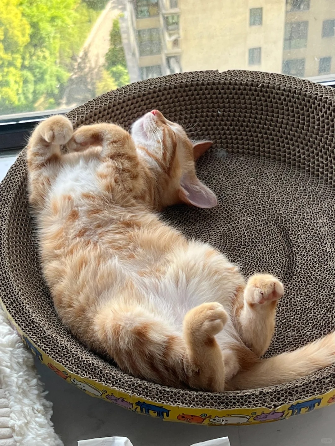 橘猫睡姿
吃饱喝足晒晒太阳睡睡觉
又是舒服的一天