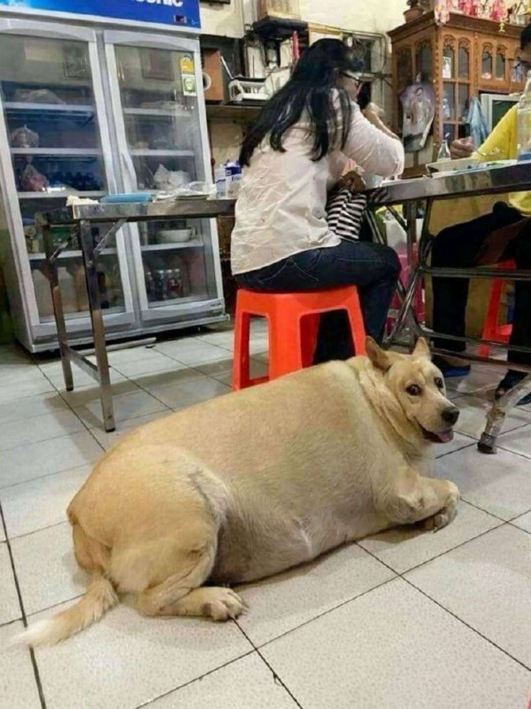 这么胖怎么喂的？