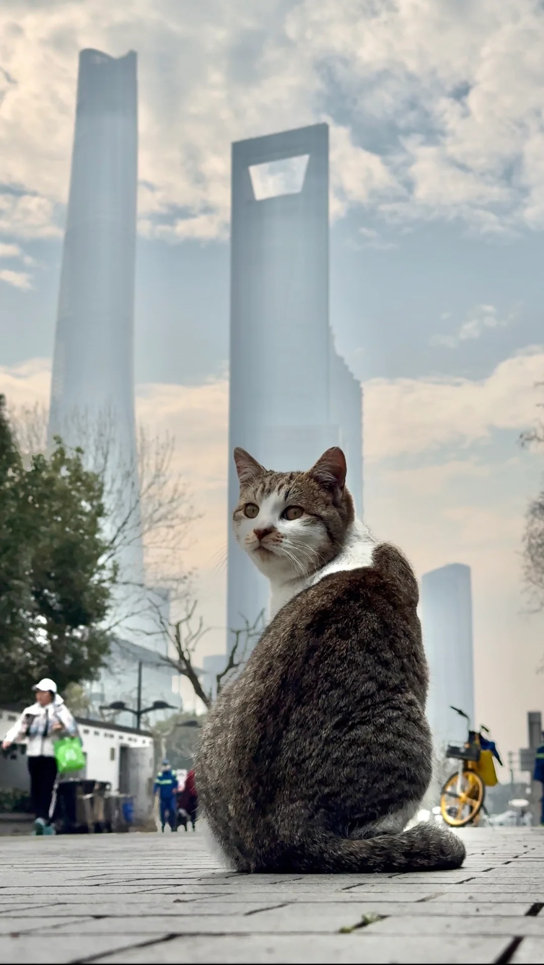 晒出你们拍的流浪猫（我先来）
今天天气不好运气好、遇见一只雀猫在流浪、看了下大概