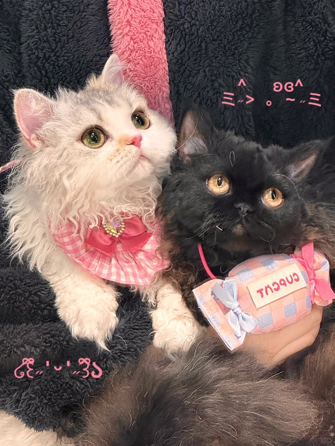 这么可爱的小卷毛我有两只
果然可爱的小猫也喜欢可爱的东西
你们的小猫也有自己的阿