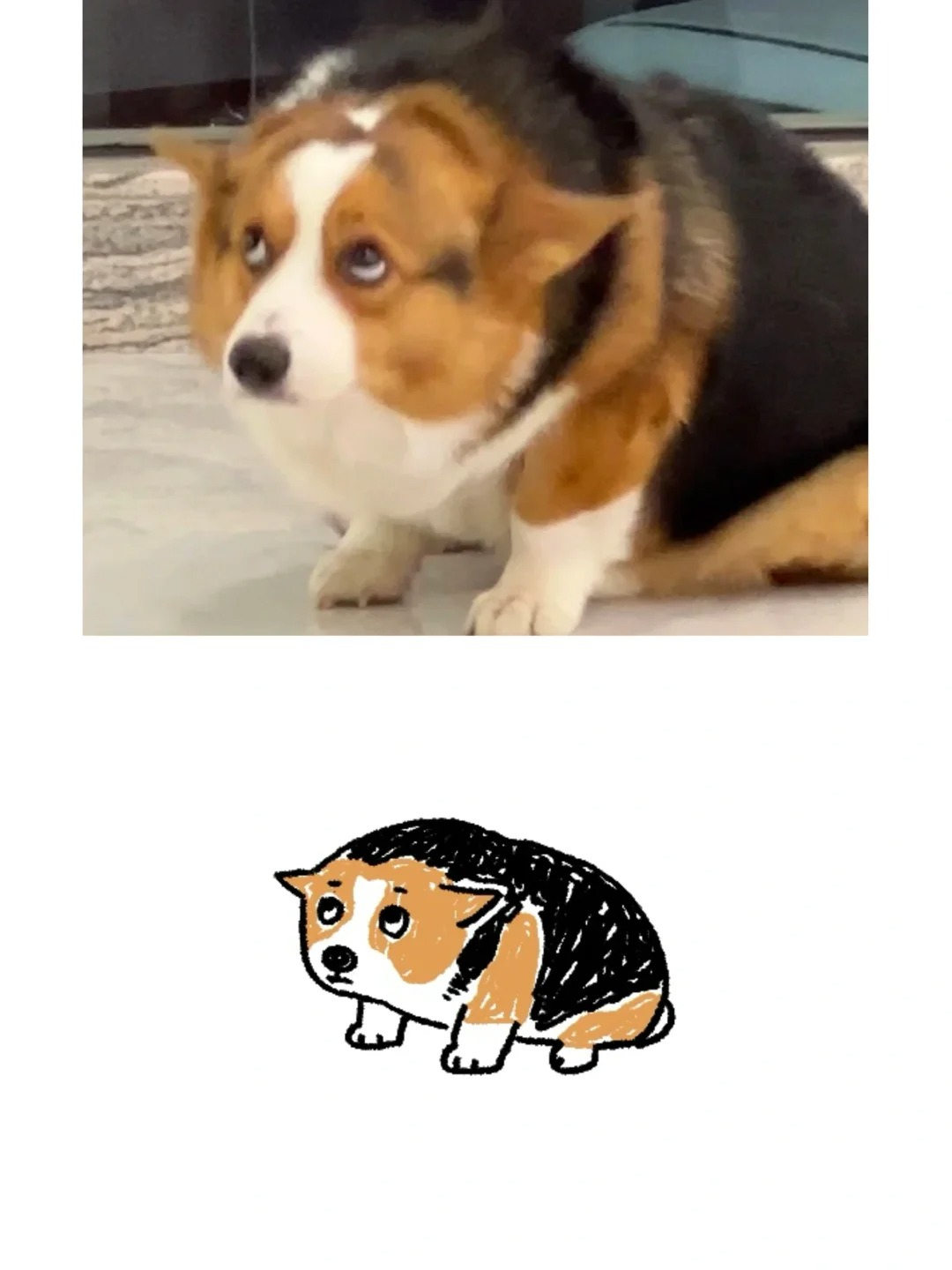 狗狗犯错统一表情