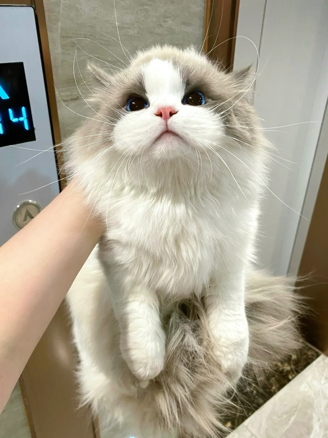 谁家小猫这么爱往外跑呀！
一开门就跑 胆儿太肥了
咋地 在家还委屈你了？
奶米：