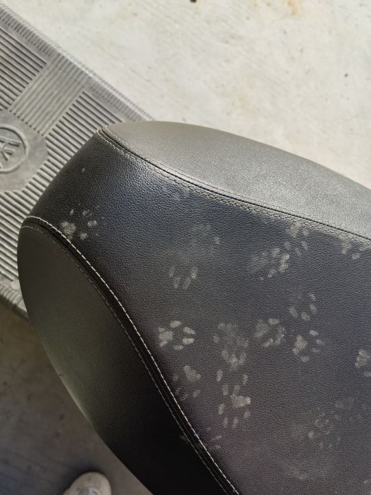 小猫来过了呀
