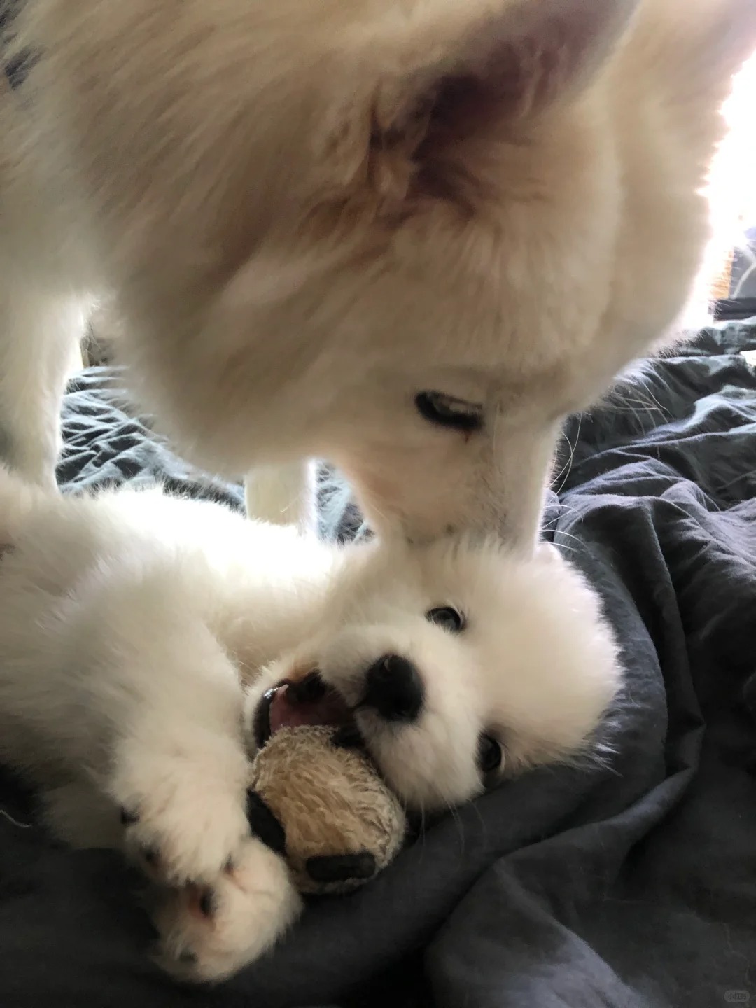 大狗吸小狗 Live