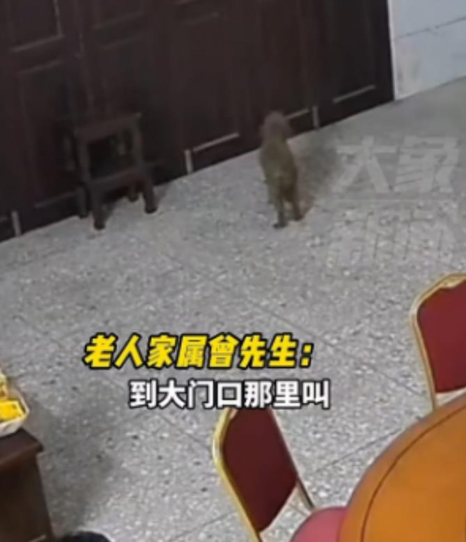 广西柳州，八旬独居老人在家摔倒，被家里的狗狗救了一命。

老人摔倒之后，狗狗到门