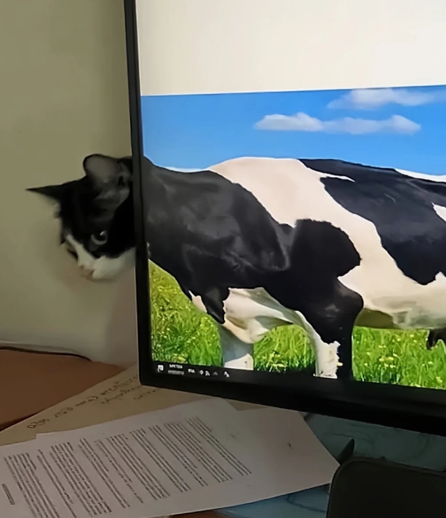 猫咪的奇异行为