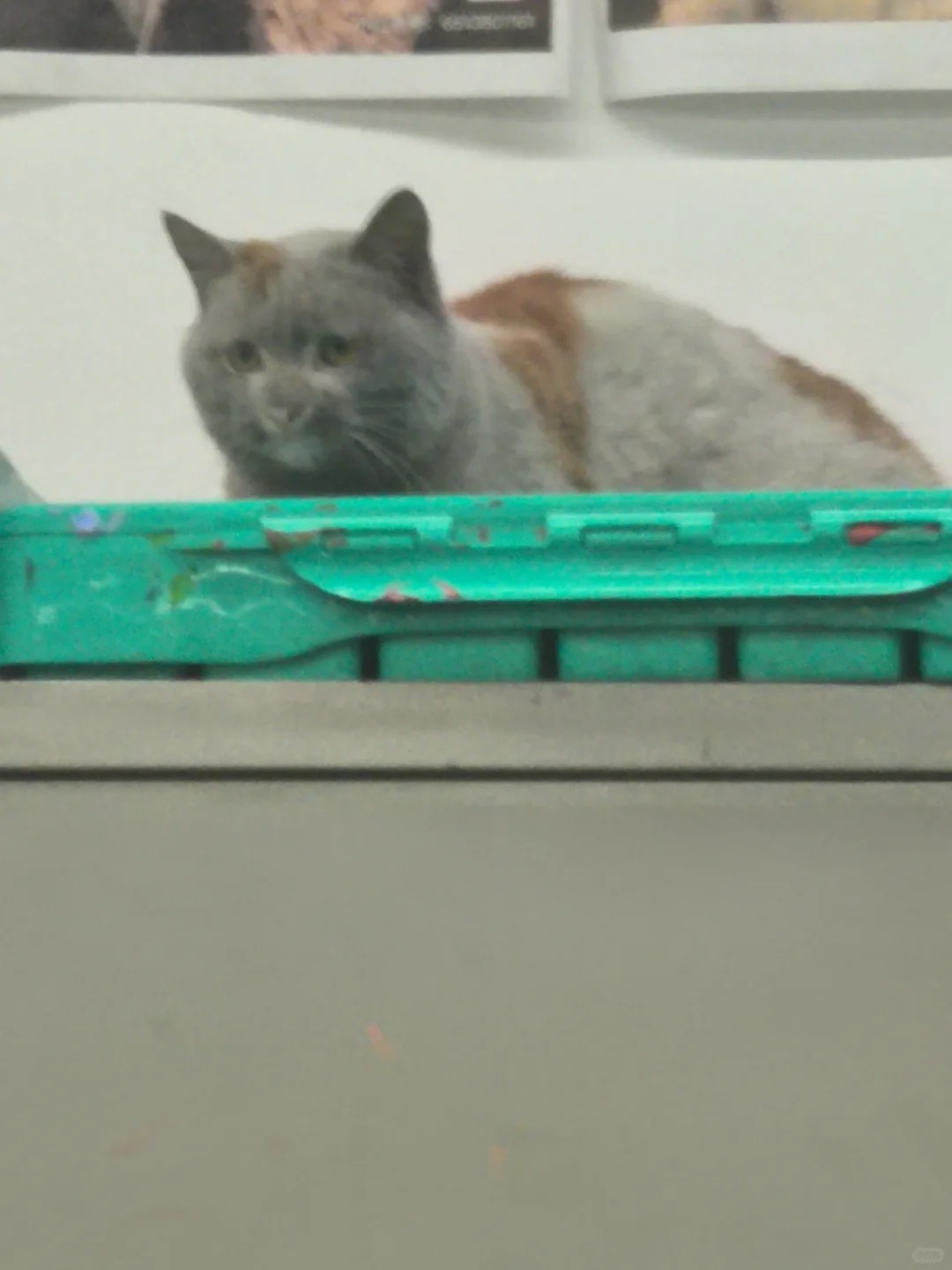 画室的白猫被摸成黑猫了…
咱们摸猫之前能不能洗洗手啊