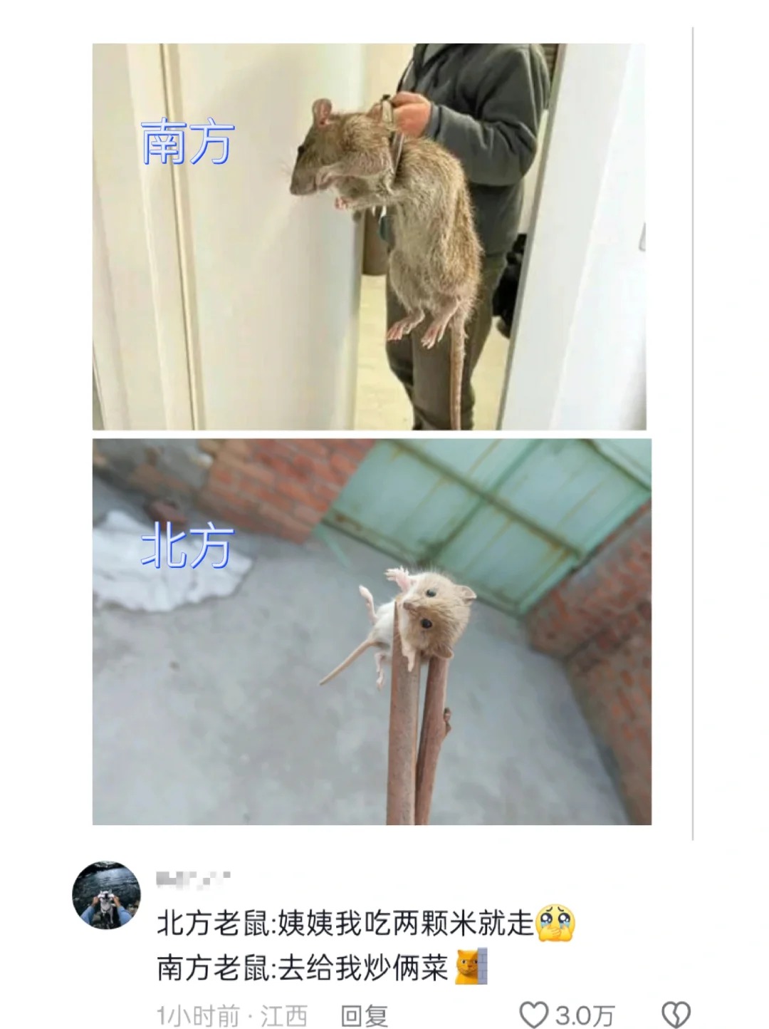 北方的朋友，你们那边的老鼠真长这样？
我生平最讨厌老鼠，甚至，看到它的尾巴，我都