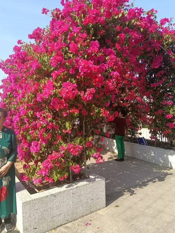 在北海三角梅花随处可见，在路边，在公园都能看到。

最值得一提的是，三角梅是北海