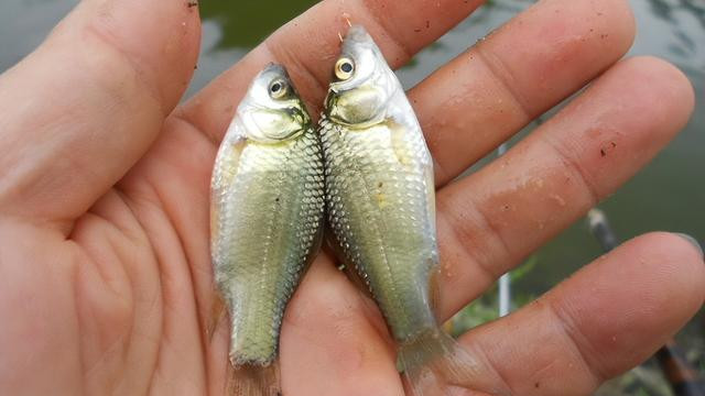 为什么野钓总是钓不到大鱼？揭秘野钓大鱼难的六大原因，以及如何解决！