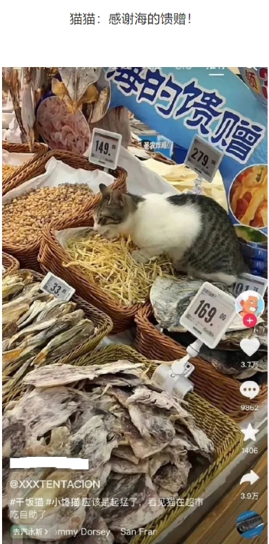 猫猫：感谢海的馈赠