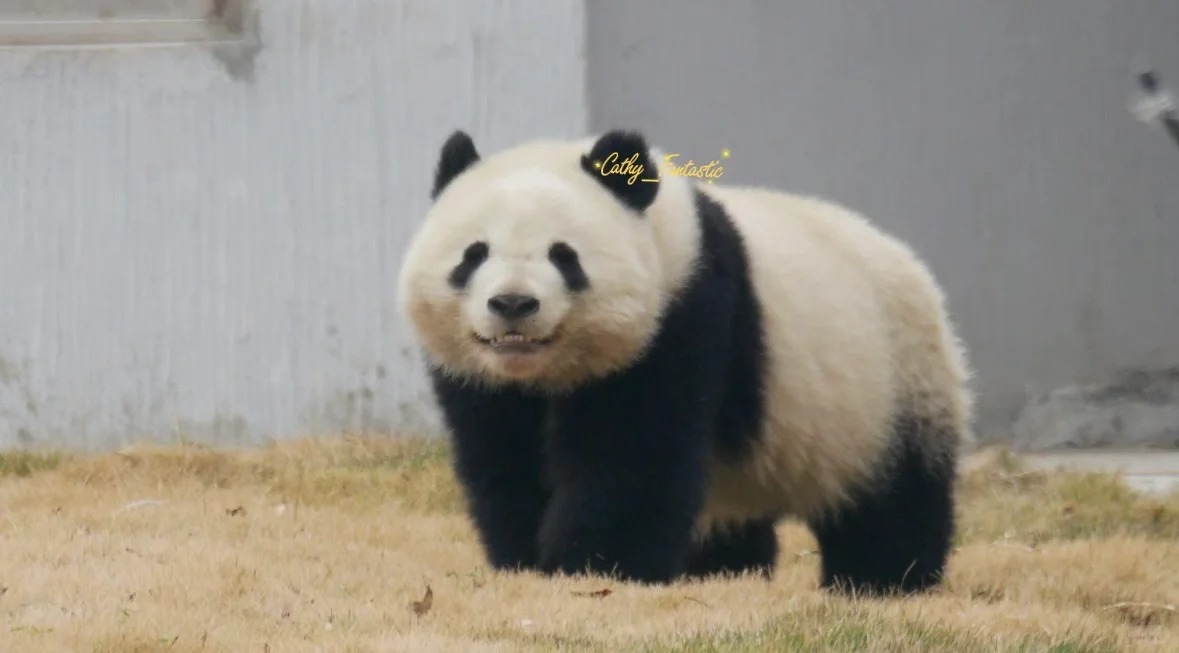 心上小熊又多一只
有请“基地之花”北川的儿子北辰小甜包
爱死啦
今年立个flag