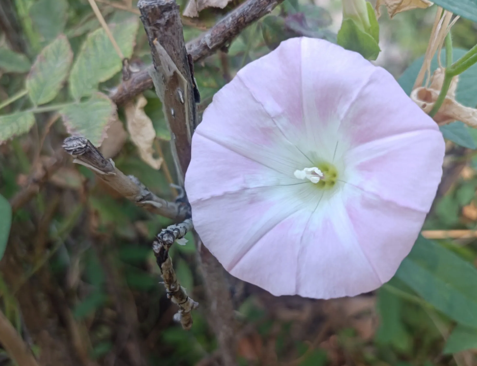 表弟要借30万买车，到底借还是不借？舅舅家表弟买车，拎了点东西来看我妈，说找我借