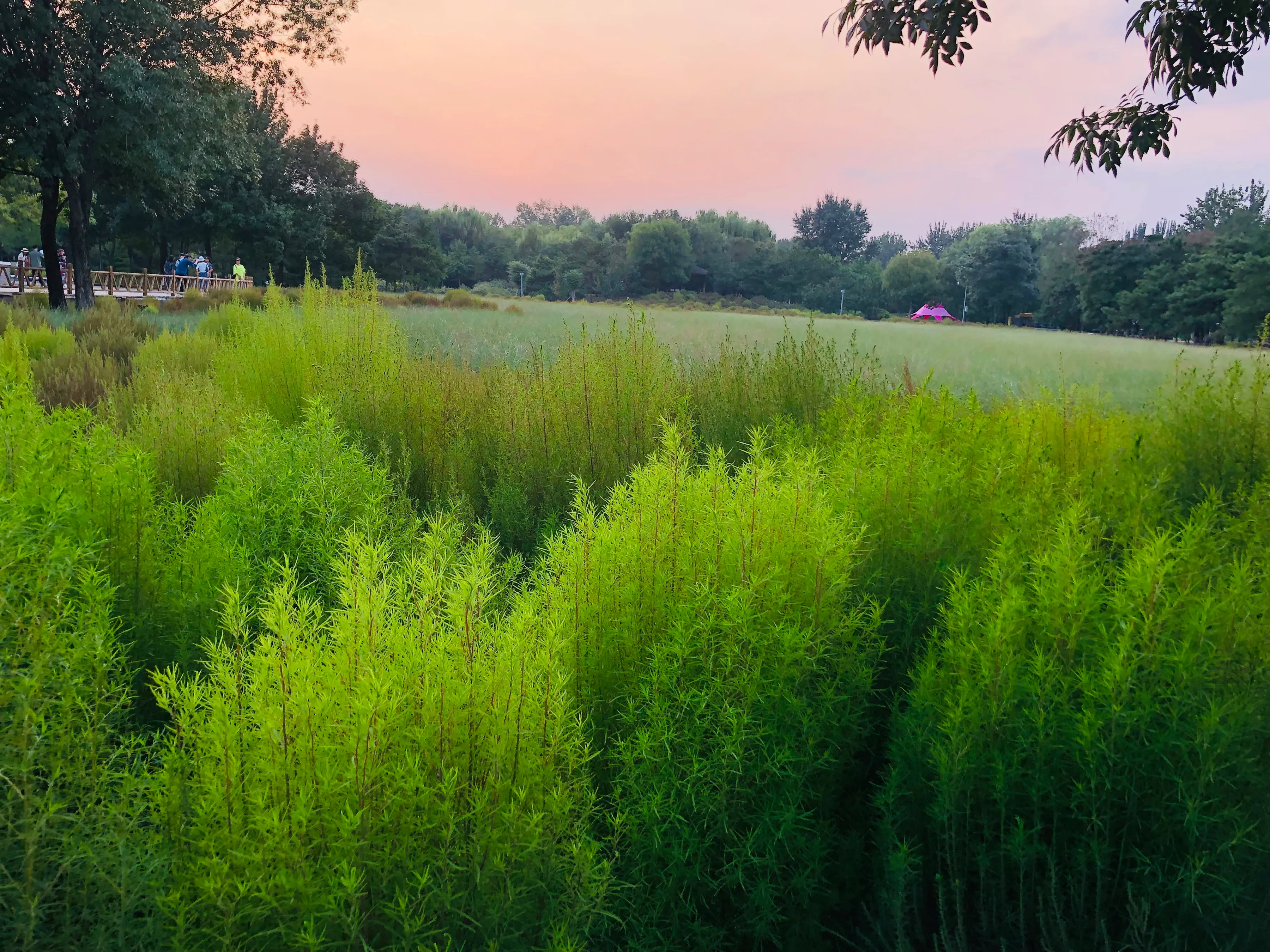 秋花秋草增秋意