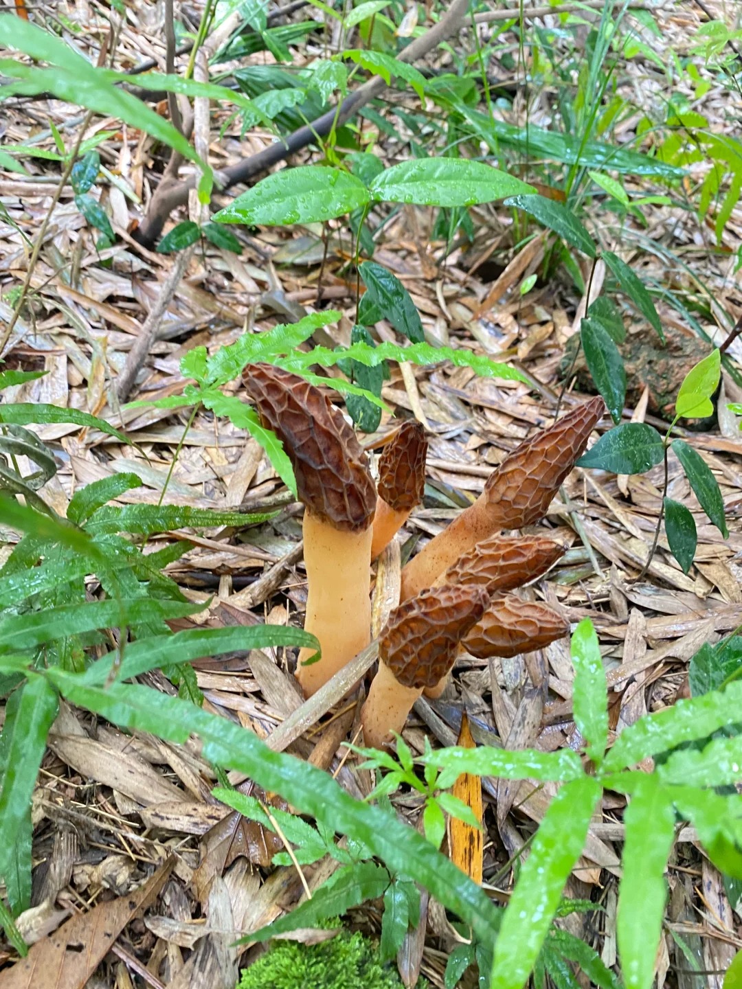 天呐到底是不是羊肚菌？！
坐标湖南株洲，上山挖笋看到这个，但是老人家都说没吃过，