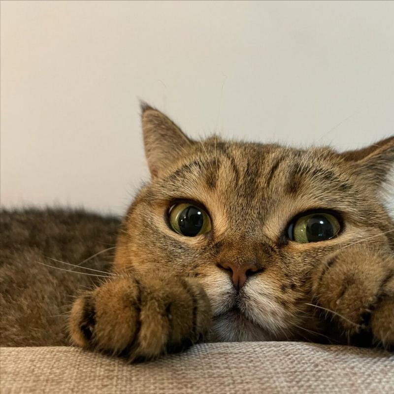 幼猫养育攻略，九大招数，打造温顺小猫！